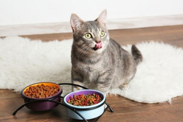 6 Rekomendasi Makanan Kucing yang Harganya Terjangkau